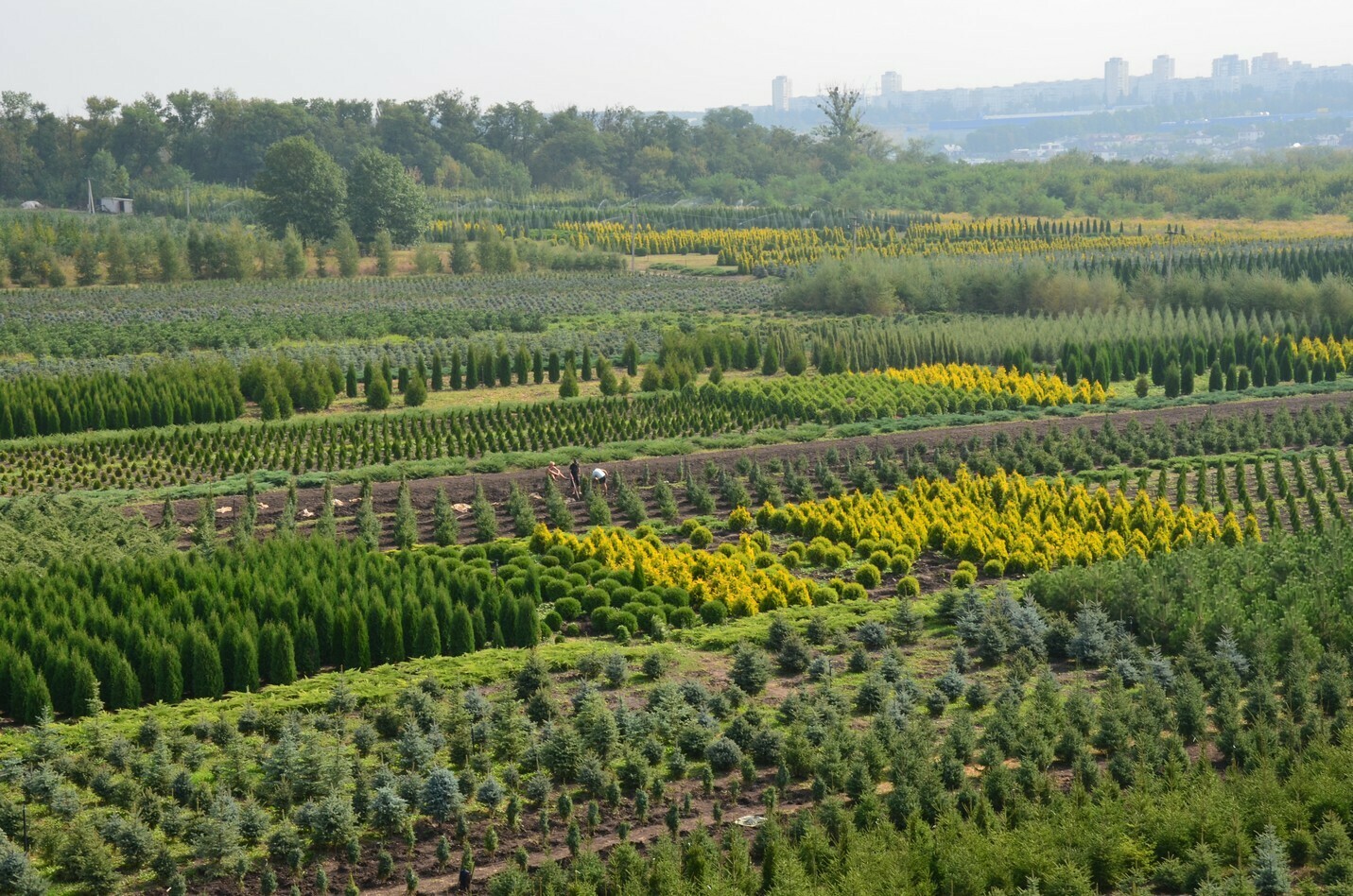 питомник растений